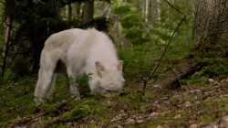 The Wolf and the Lion (Le Loup et le Lion) หมาป่ากับสิงโต (2021) ซับไทย